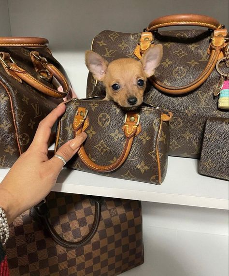 Lux Fashion, Dog Purse, Dog Mommy, Lv Speedy, Luxury Bags Collection, Lv Purse, Anime Decor, Girly Bags, Louis Vuitton Shoes