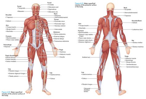 full body muscle anatomy Pta Programs, Muscular Anatomy, Diagnostic Medical Sonography Student, Skeletal System Anatomy, Body Muscle Anatomy, Muscle Diagram, Hygiene School, Drawing Figures, Sonography Student