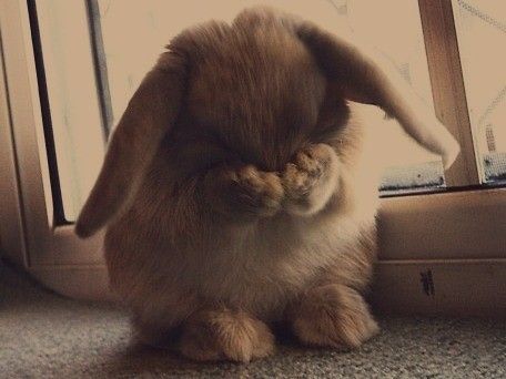 Bunny You Look Embarrassed. What Did You Do? Scared Bunny, Little Bunny Foo Foo, Cele Mai Drăguțe Animale, Nosara, Funny Bunnies, Cute Animal Pictures, On The Floor, 귀여운 동물, Cuteness Overload