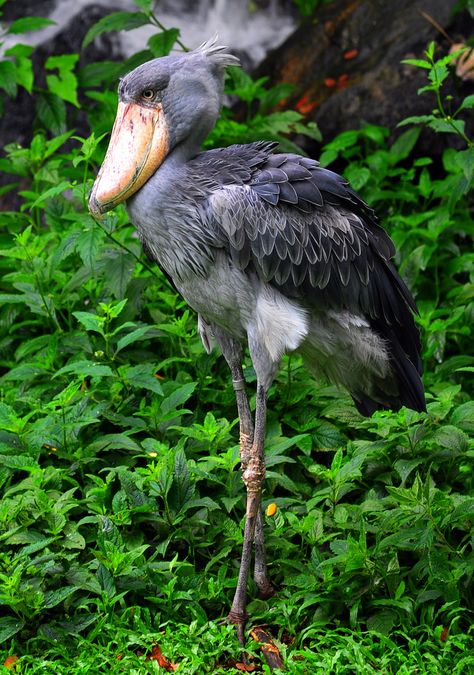 Shoe-billed Stork (Balaeniceps rex) Shoe Billed Stork, Shoebill Bird, Balaeniceps Rex, Shoebill Stork, Big Birds, Bird Wallpaper, Pet Bird, Exotic Birds, Animal Sketches