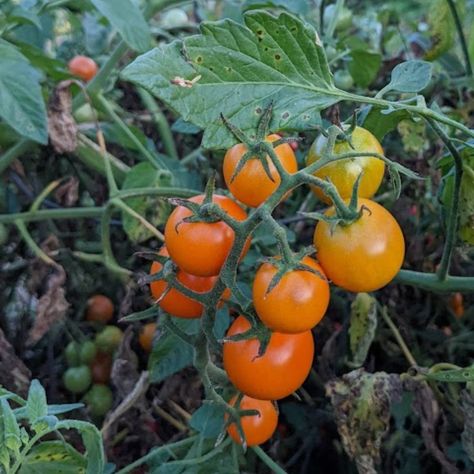 Tomato Plants Aesthetic, Tomato Plant Aesthetic, Growing San Marzano Tomatoes, Cherry Tomatoes On The Vine, Training Tomato Plants, Growing Tomatoes From Seed, Canning Tomatoes, Bountiful Harvest, Tomato Garden