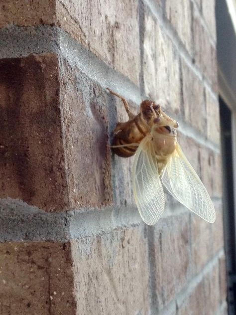 Lincoln, NE Cicada coming out of shell, August 14, 2015. Photo 1 of 2. Cicada Coming Out Of Shell, Photo 1, Coming Out, Lincoln, Piercings, Shells, Textiles, Tattoos