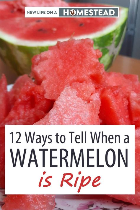 Watermelons need to be picked just at the right time. Here's how to know for sure when your watermelon is ripe! #garden What To Do With Watermelon, Fruit Hacks, Prune Fruit, Dining Etiquette, Summer Vegetable, Growing Fruit, Seasonal Food, Fresh Eggs, Delicious Fruit