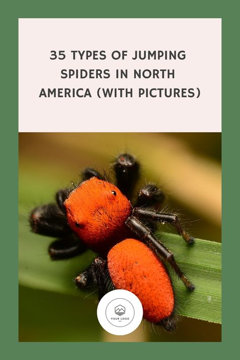 35 Types of Jumping Spiders in North America (with Pictures) Dangerous Spiders, Magnolia Green, Spider Species, Types Of Spiders, Leaf Beetle, Jumping Spiders, Jumping Spider, Spiders, North America