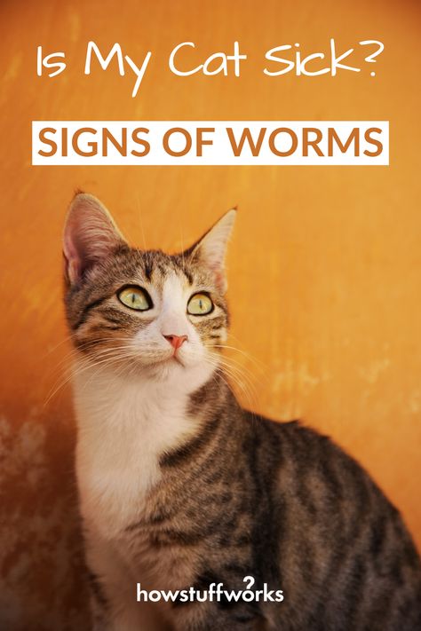 Cat and kitten owners can be all too familiar with the signs of worms. Read on to learn about the symptoms of your cat being sick  with worms, as well as some home remedies. Training A Kitten, Sick Kitten, First Time Cat Owner, Happy Kitty, Sick Cat, Cats Stuff, Hipster Cat, Kitten Care, Respiratory Health