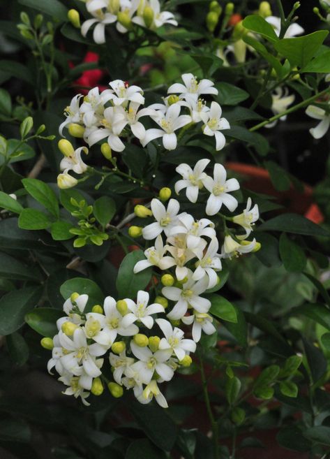 Little Orange Jasmine Murraya Paniculata, Wallpapers Disney, Orange Jasmine, Jasmine Plant, Magia Das Ervas, Mock Orange, Jasmine Flowers, Fragrant Garden, Fragrant Plant