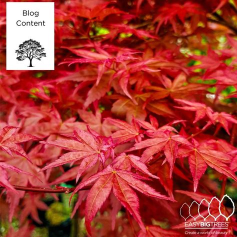 🍁 Top 5 Japanese Maple Trees to Beautify Your Garden! 🍁 Our latest blog post explores the Top 5 Japanese Maple Trees—perfect for your landscape. Discover these stunning varieties and find the one that fits your style, from vibrant greens to deep reds. https://easybigtrees.co.nz/lush-leaved-japanese-maples/ Japanese Red Maple Tree Landscapes, Red Maple Tree Landscaping, Crimson Queen Japanese Maple, Maple Tree Varieties, Japanese Maple Tree Landscape, Maple Tree Landscape, Japanese Maple Garden, Japanese Maple Varieties, Japanese Red Maple