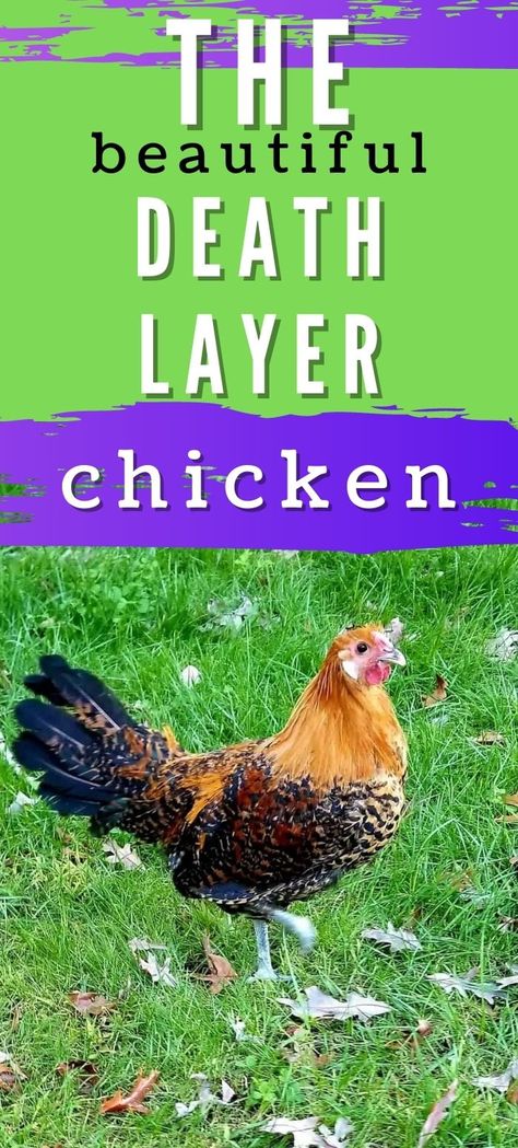 Heavy Bloomer Chicken, Chicken Math, Rabbit Farm, Layer Chicken, Egg Incubator, Metal Chicken, Keeping Chickens, Chicken Breeds, Raising Chickens