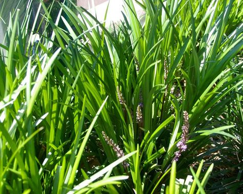 Lily Turf, Liriope Muscari, Back Garden Design, Pale Lilac, Ground Cover Plants, Ornamental Trees, Flower Spike, Back Garden, Perennial Plants