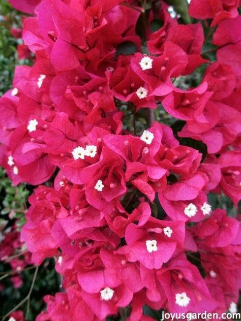 Bougainvillea Care, Bougainvillea Tree, Colorful Plant, California Plants, Organic Compost, Colorful Plants, Climbing Plants, Bougainvillea, Landscaping Plants