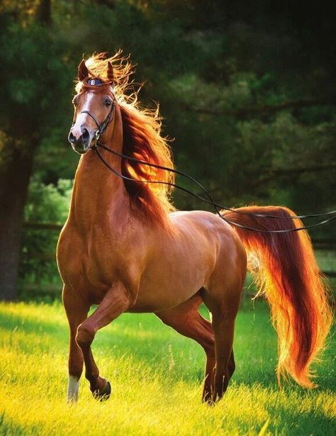 I Got 99 Horses and a Beach Paint One - I Can Has Cheezburger? Cai Arabi, Cai Sălbatici, Rasy Koni, American Saddlebred, Most Beautiful Horses, Most Beautiful Animals, Majestic Horse, Chestnut Horse, Horses And Dogs