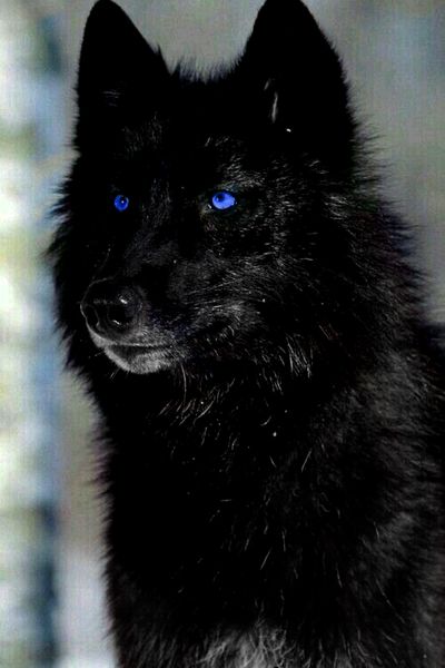 Wolf With Red Eyes, Wolf With Blue Eyes, Werewolf Aesthetic, Wolf Warriors, Wolf Eyes, Different Colored Eyes, American Werewolf In London, Spirit Animal Art, Wolf Spirit Animal