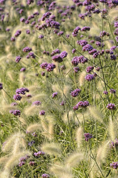 Verbena Bonariensis And Grasses, Purpletop Vervain, Verbena Plant, Ornamental Grass Landscape, Verbena Bonariensis, Naturalistic Garden, Prairie Planting, Prairie Garden, Landscaping Inspiration