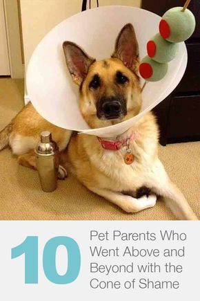 It's only a cone of shame if you let it be a cone of shame. Dog Cone Decoration, Dog Cone Costume, Dog Cone Alternative, Cone Costume, Cute Cat Costumes, Cone Head, Dog Shaking, Dog Cone, Dog Humor