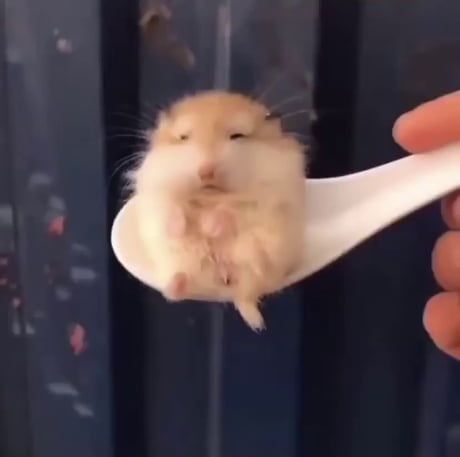 Hamster on spoon Regnul Animal, Baby Hamster, Koci Humor, Funny Hamsters, A Hamster, Cute Small Animals, Cute Rats, Animale Rare, Cute Hamsters