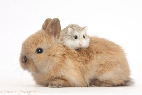 Roborovski Hamster riding on the back of cute baby bunny photo ... Bunny And Hamster, Hamster Wallpaper, Pets Hamster, Roborovski Hamster, Tiny Baby Animals, Bunny Photo, Cute Animals With Funny Captions, Baby Hamster