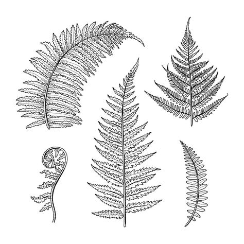 New Zealand Fern Drawing, Fern Tattoo Design, Fern Drawing, Floral Stencils, Engraving Designs, Potted Ferns, New Zealand Tattoo, Plant Sketches, Fern Tattoo