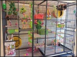 Sugar Glider Habitat, Sugar Glider Care, Critter Nation Cage, Sugar Glider Pet, Sugar Glider Cage, Sugar Glider Toys, Ferret Cage, Rat Cage, Sugar Bears