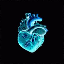 Heart GIF - Heart - Discover & Share GIFs Heart Animation, Perfect Heart, Heart Gif, Beating Heart, Animated Gif, Cool Gifs, Gif