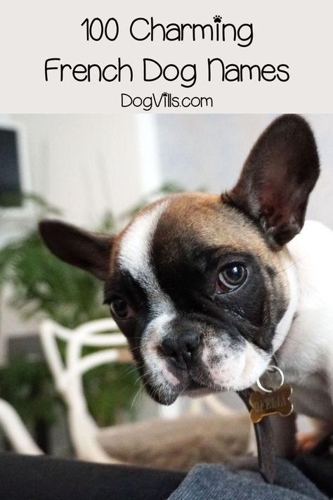 French dog names are quite popular, so it's no wonder you're looking for them! Check out 100 charming ideas for male & female dogs!  #dognames #dogadoption #dogadvice #dogvills Cat Names Girl, French Dog Names, Popular Dog Names, Dog Caricature, French Bulldog Names, French Dog, Bulldog Names, Female Dog Names, Cute Names For Dogs