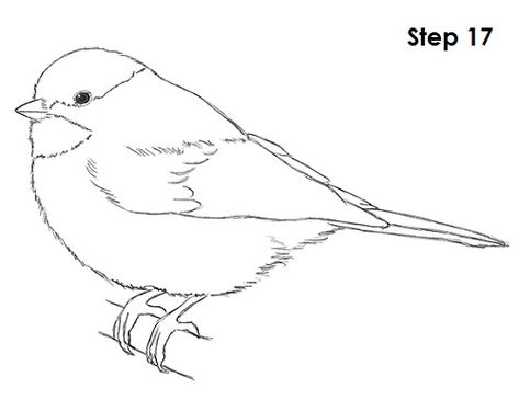 Chickadee Bird Drawing 17 Chickadee Drawing, Animal Tutorial, Bird Outline, Bird Coloring, Chickadee Bird, Drawing Instructions, Black Capped Chickadee, Bird Drawing, Bird Coloring Pages