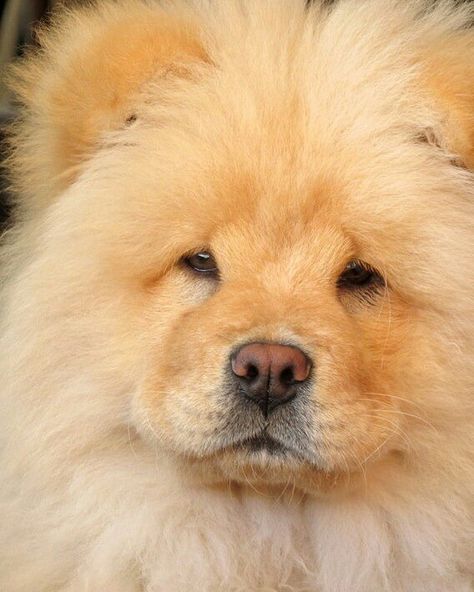 CHIEN Chow Puppies, Spitz Breeds, Maltipoo Dog, Puppy Breath, Chow Chow Puppy, Chow Chow Dogs, Cute Chihuahua, Rough Collie, Baby Dogs