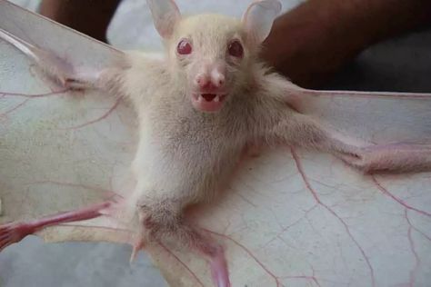 Rarest Albino Animals In The World - BetterBe Bat Poster, Albino Bat, Melanistic Animals, Rare Albino Animals, Gene Mutation, Translucent Skin, Bat Species, Dna Sequence, Lab Report