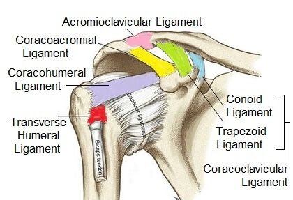 Scapula Bone, Hyaline Cartilage, Axial Skeleton, Shoulder Anatomy, Shoulder Dislocation, Shoulder Impingement, Biceps Brachii, Ligament Tear, Ligament Injury