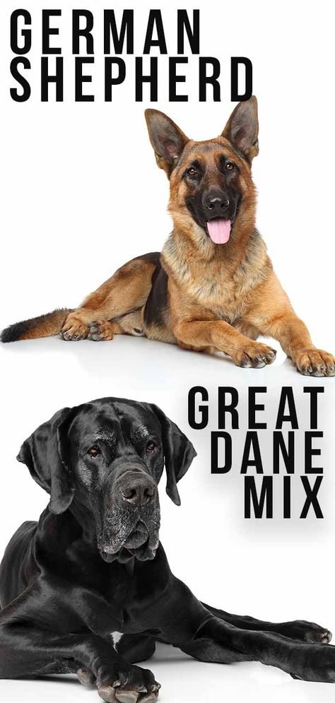 Great Dane German Shepherd Mix - Is This The Right Dog For You? Great Dane German Shepherd Mix Dogs, German Shepherd Poodle Mix Dogs, German Shepherd Poodle Mix, German Shepherd Mix Puppies, Mantle Great Dane, Shepherd Mix Puppies, Black Great Danes, Great Dane Mix, Police Canine