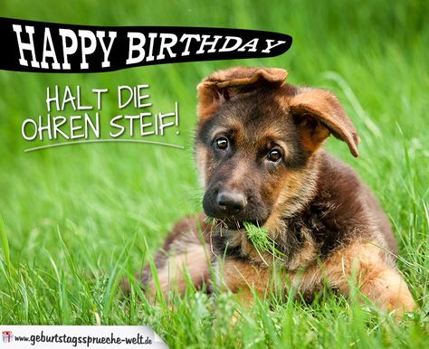 Schöne Karte zum Geburtstag für Hundeliebhaber und dem Text: "Happy Birthday - Halt die Ohren steif!" ➔ Weitere schöne Sprüche gibt's hier! Happy Birthday In Heaven, Birthday In Heaven, Veggie Dogs, Gourmet Dog Treats, Best Homemade Dog Food, Dog Recipes, Healthy Dog Treats, Homemade Dog Food, Healthy Dogs