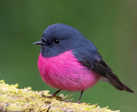 Pink Robin Bird, Pink Robin, Collingwood Football Club, Bird Template, Birds Nature, Robin Bird, Tiny Bird, Australian Birds, Pink Bird