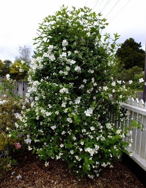 25 Bushes with White Flowers | White Flowering Shrubs | Mockorange Shrub, Philadelphus Lewisii, Bush With White Flowers, Foundation Garden, Philadelphus Coronarius, White Flowering Shrubs, Lilac Bush, Smooth Hydrangea, Flowering Bushes