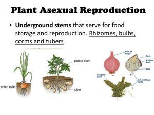 Advantages and disadvantages of asexual reproduction in plants Zoology Project, Asexual Plants, Asexual Reproduction In Plants, Types Of Asexual Reproduction, Reproduction In Plants, Asexual Reproduction, Plants Science, Fertilization Process, Vegetative Reproduction