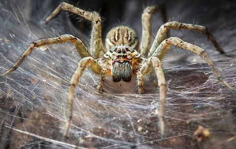 Turns out your fear of spiders is legitimate Australian Spider, Spider Eating, Funnel Web Spider, Spider Control, Types Of Spiders, Get Rid Of Spiders, Brown Recluse, Mantis Shrimp, Spider Legs