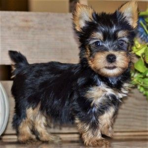 Allergy Friendly Dogs | PuppySpot Lap Dog Breeds, Hypoallergenic Puppies, Schnauzer Breed, Friendly Dogs, Best Dogs For Families, Hypoallergenic Dogs, Doodle Puppy, Silky Terrier, Lion Dog