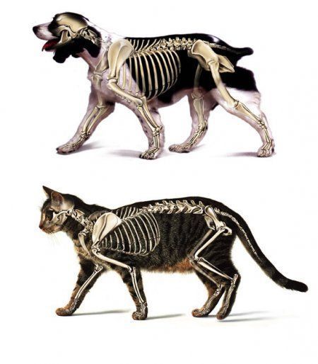 Cat Anatomy vs Dog Anatomy – Jeanne Foguth's Blog Dog Anatomy, Cat Anatomy, Animal Skeletons, Cat Reference, Animal Study, Animal Science, 캐릭터 드로잉, Animal Bones, A Skeleton