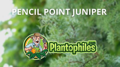 Pencil Point Juniper, Juniperus Communis, Juniper Tree, Foundation Planting, Water Wise, House Plant Care, The Pencil, Garden Trees, Landscape Ideas