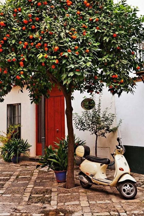 Seville, Spain... Streets lined with orange trees. Walk with me and smell the scent of passion... Seville Spain, Orange Tree, Spain And Portugal, Magical Places, Spain Travel, Pretty Places, Oh The Places Youll Go, Seville, Wonderful Places