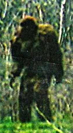 Bigfoot Pictures, Nephilim Giants, Bigfoot Art, Eye Witness, Finding Bigfoot, Bigfoot Sightings, Siberia Russia, Monster Legends, Creepy Photos