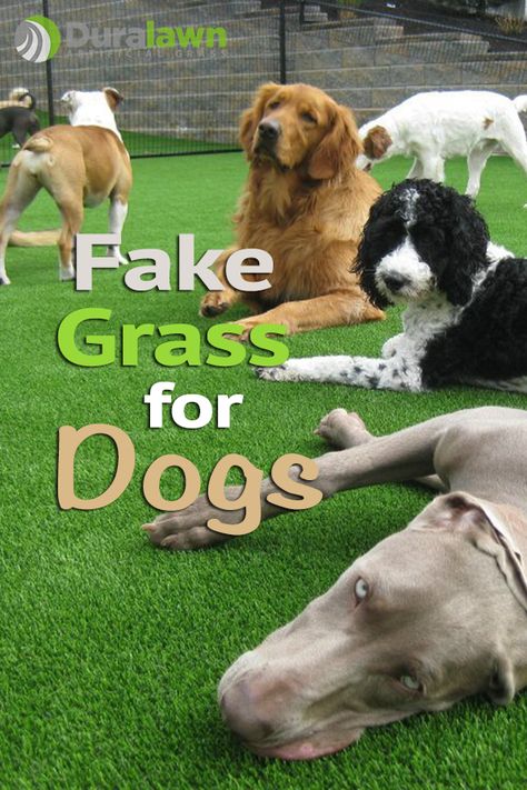 Fake grass for dogs is very quickly becoming a popular choice for dog owners, dog daycares and kennels because it's durable, clean and low maintenance. #duralawn #artificialgrass #fakegrassfordogs Astroturf Backyard For Dogs, Grass Alternative Backyard For Dogs, Dog Yard Ideas Backyards, Dog Poop Area, Fake Grass For Dogs, Artificial Grass For Dogs, Backyard Landscapes, Dog Friendly Backyard, Dog Backyard