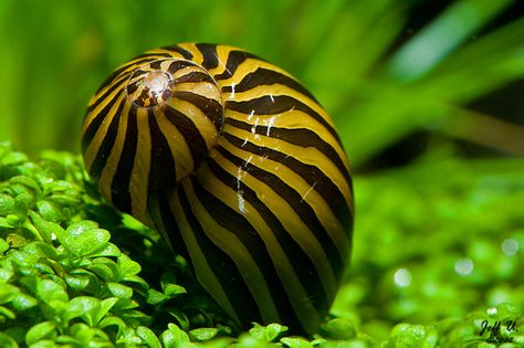 Zebra Nerite Snail. Seriously, best algae eater you could possible get for a freshwater aquarium. Way better then most pleco species. I have 5 and they keep my glass spotless in my 75 gallon. Aquarium Snails, Fresh Water Fish Tank, Pet Fish, Saltwater Aquarium, Beautiful Fish, Freshwater Aquarium, Colorful Fish, Aquatic Plants, Planted Aquarium