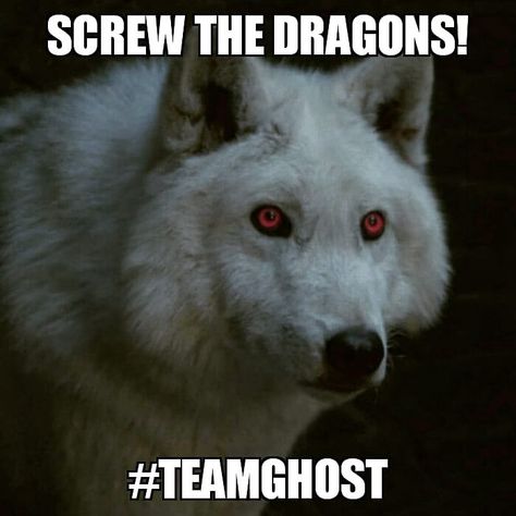 Image may contain: meme and text Game Of Thrones Ghost, Game Of Thrones Wolves, Dire Wolves, Stark Direwolf, Grey Wolves, Ghost Games, John Snow, Visenya Targaryen, Dead Dog