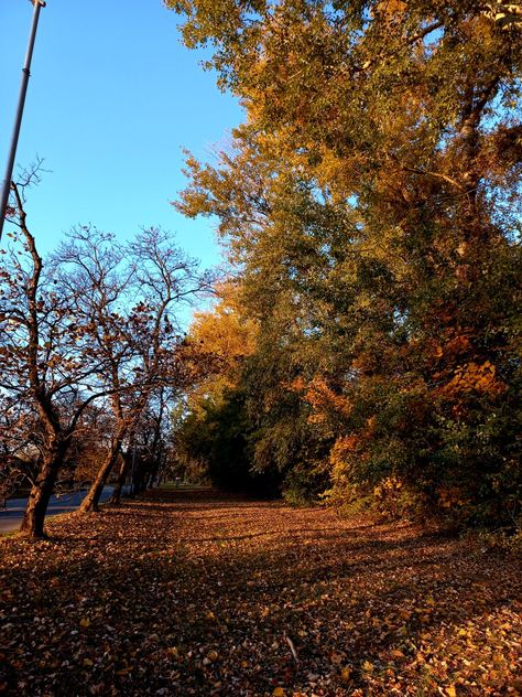 Fall In Texas, Texas Aesthetic, Leaves On The Ground, Fall Mood Board, Autumn Scenes, Autumn Scenery, Season Of The Witch, Fall Feels, Seasons Of The Year