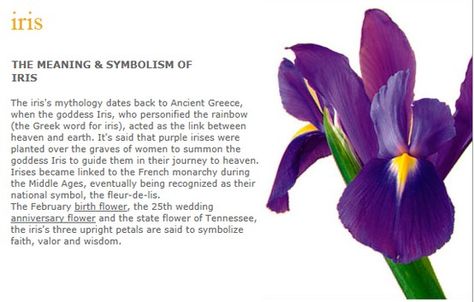 The Iris Stands tall and proud. An Arrangement of Irsis' is sure to impress. Iris Flower Symbolism, Tiddy Tats, Flower Symbolism, Floristry Design, Sending Flowers, Iris Flower, Purple Iris, Japanese Words, Greek Words