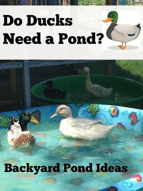 Do you want to keep ducks but you don't have a pond? No problem! Check out our ideas for backyard duck ponds Duck Pond Ideas, Backyard Pond Ideas, Large Pond, Backyard Ducks, Duck Breeds, Wading Pool, Duck Coop, Duck Farming, Raising Ducks