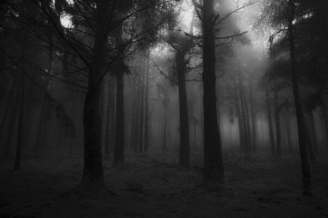 Spirit Ghost, Foggy Forest, Dark Grunge, Wallpaper Laptop, Misty Forest, Dark Places, Dark Photography, Dark Forest, Nature Aesthetic