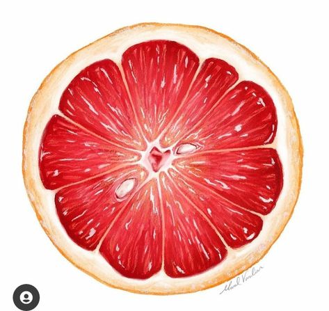 Vinyl Paintings, Close Up Art, Watercolor Food Illustration, A Level Art Sketchbook, Fruits Drawing, Boho Art Drawings, Food Illustration Art, Watercolor Fruit, Fruit Illustration