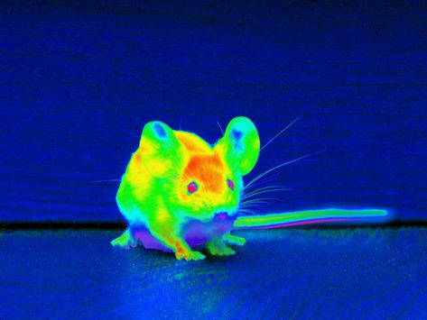 Scientists give mice infrared vision by injecting their eyes with nanoparticles. It could work for humans too they say.https://ift.tt/2TalH4P Brown Hair Purple Eyes, Red White Hair, X Ray Vision, Rat Aesthetic, Neon Animals, Black And Green Hair, Short Blond Hair, Vichy France, Soviet Spy