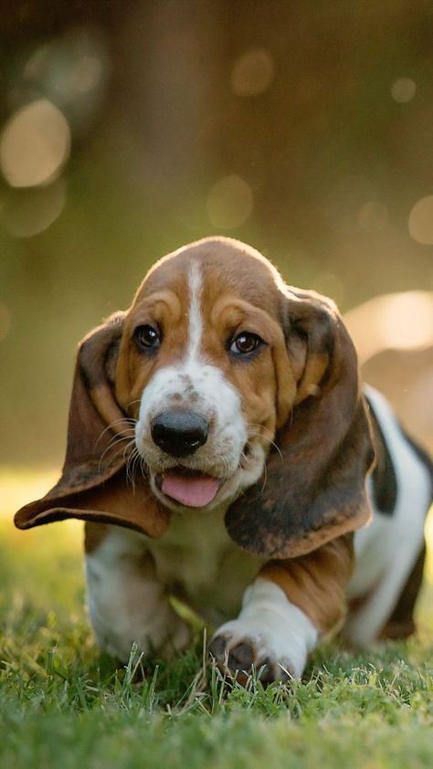 Basset Hound Puppy, Hound Puppies, Basset Hound Dog, Bassett Hound, Beagle Puppy, Best Dog Breeds, Hound Dog, Basset Hound, Dachshund Dog