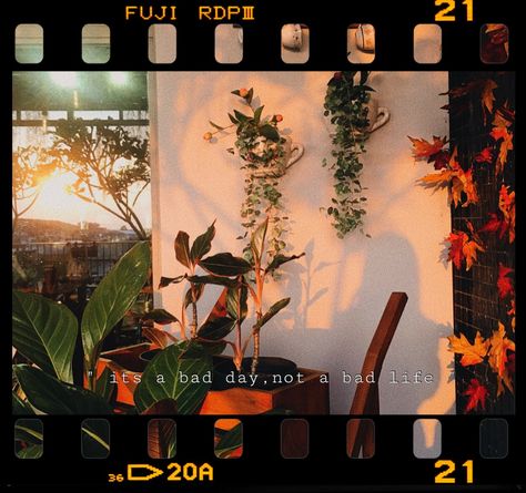 #aesthetic #plants #vintage #vibes pinterest // @ivannardelia Film Strip, Bad Day, Skateboard, Ipad, Guitar, Laptop, Film, Plants